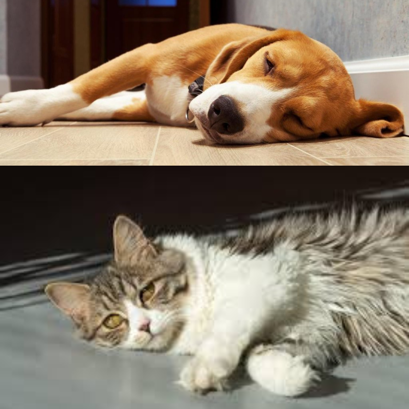 O Colete Refrescante é ideal para cães em dias quentes, oferecendo alívio e frescor através de um sistema de resfriamento por evaporação. - Frete Gratis - Elite Comerce