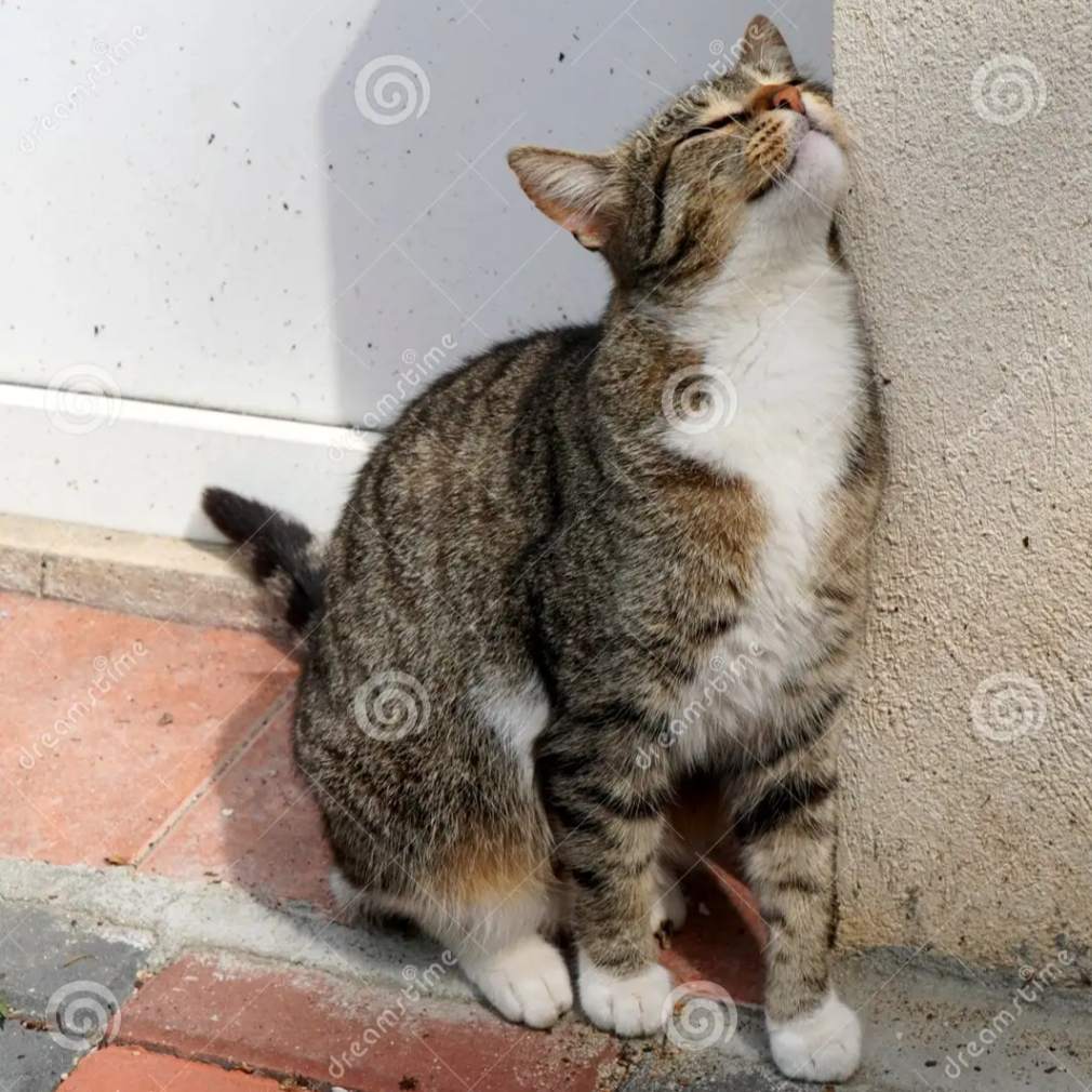 Co&ccedil;adinha Para Gatinhos Pente Massageadora de Canto De Parede. F&aacute;cil de montar em paredes planas ou superf&iacute;cies de canto. - Al&eacute;m de esfregar, tamb&eacute;m remove os pelos mortos - Frete Gratis