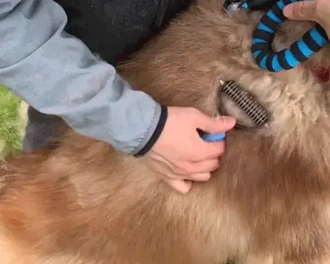 EasyShedPlus™ Professional Pet Deshedding Brush | FREE SHIPPING – Maru Maru Hub