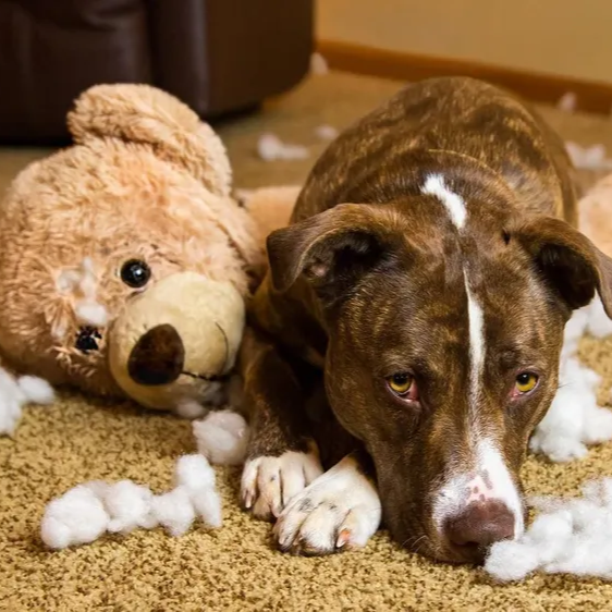 O Colar Calmante vai deixar o seu pet menos ansioso e mais tranquilo, a coleira &eacute; natural com efeito de calmante para o seu Pet Frete Gratis - Elite Comerce