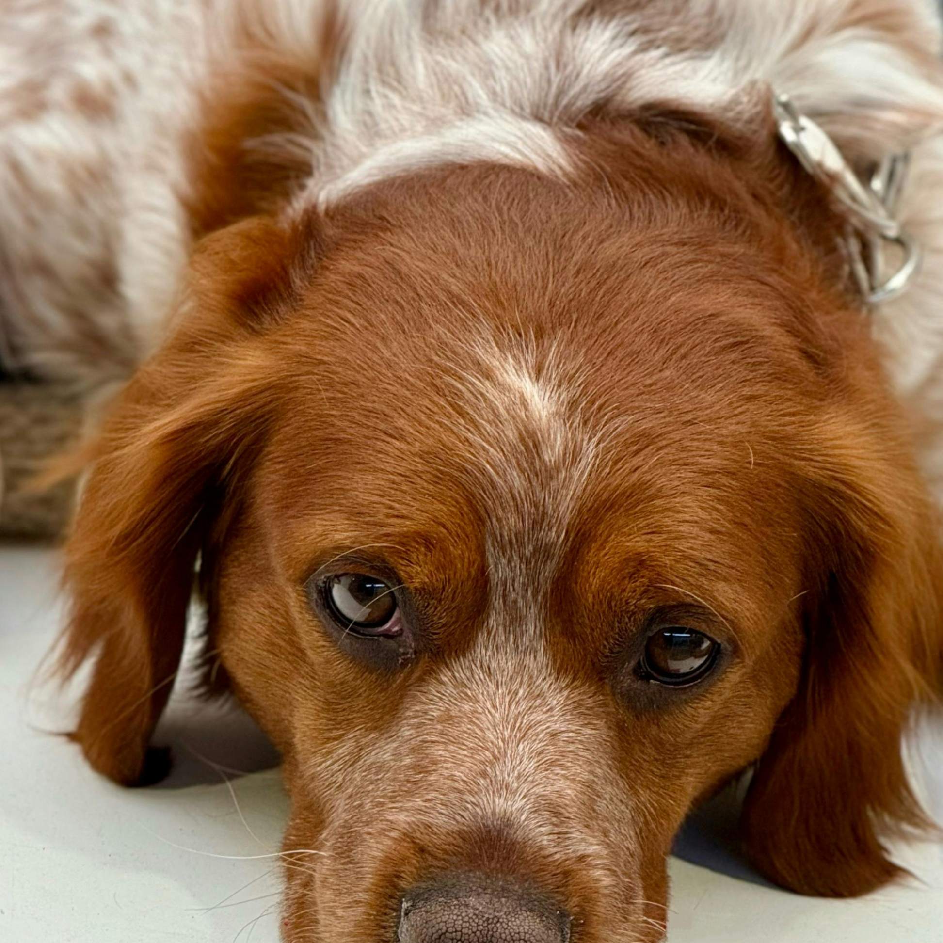 O Ganso Brincalhão emite um som que distrai e busca atenção do seu amiguinho peludo, alivia a tensão e espera até que você volte e ainda ajuda com hálito do fofuxo. Frete Gratis - Elite Comerce