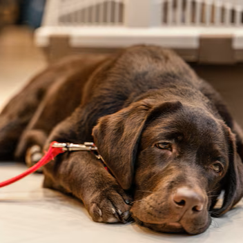 Tapete gelado Meu Pet que reduz até 10°C da temperatura ambiente. Refrescância por horas, conforto para as articulações e uso seguro para seu pet. - Frete Gratis - Elite Comerce