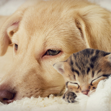 O Colar Calmante vai deixar o seu pet menos ansioso e mais tranquilo, a coleira &eacute; natural com efeito de calmante para o seu Pet Frete Gratis - Elite Comerce