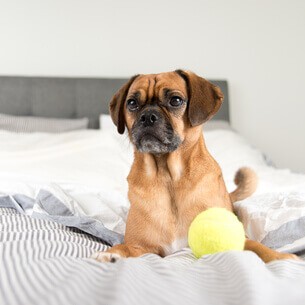 Casa de Pel&uacute;cia Xod&oacute; entrega conforto t&eacute;rmico, seguran&ccedil;a emocional e durabilidade. Facil Higieniza&ccedil;&atilde;o e Lav&aacute;vel - Frete Gr&aacute;tis