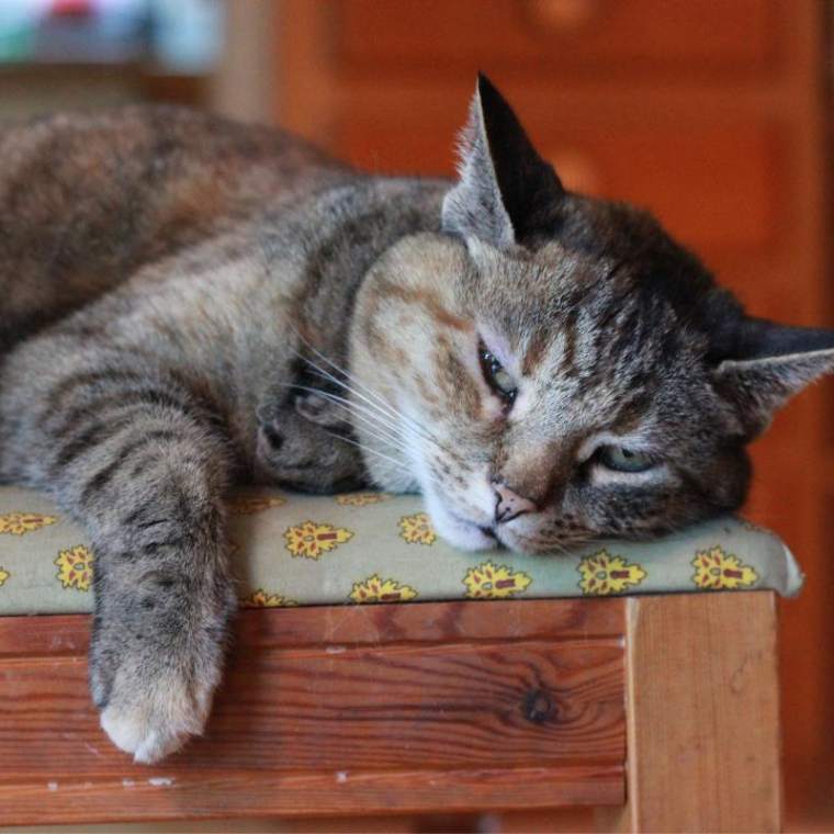 Gira Gira Piscante estimula o instinto natural de caça do seu gato, mantendo-o ativo e saudável. Ajuda a reduzir o estresse e a ansiedade, proporcionando um espaço saudável e divertido - Frete Gratis