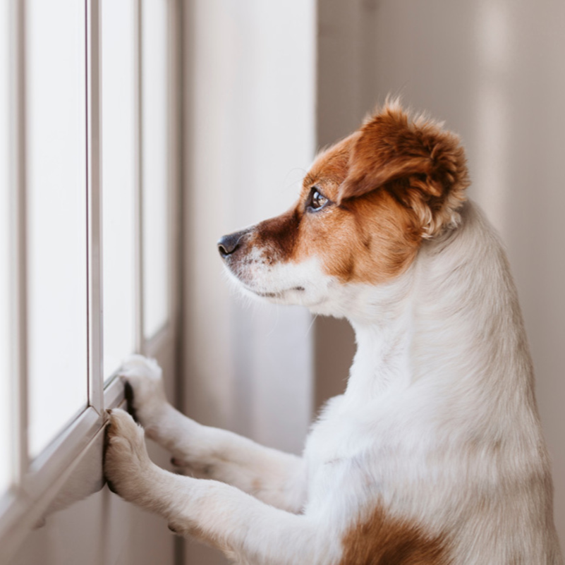 Bolinha Interativa Inteligente Pet Elétrica Recarregável USB para Gatos e Cães, Brinquedo com LED Silencioso, Movimento Automático 360°, Antiestresse, Silicone - Frete Gratis - Elite Comerce