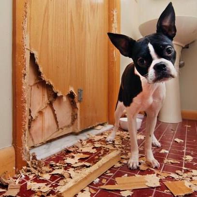 Brinquedos de polvo com som para c&atilde;es, sem enchimento de papel enrugado. Trabalha a mente e a higiene bucal do seu amiguinho peludo. Frete Gratis - Elite Comerce