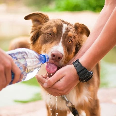 Garrafa de Água Portatil para Caes e Gatos, fácil de carregar e permite que seu amiguinho beba água de maneira prática, evitando desperdício. Feita de material resistente e não tóxico, Frete Gratis - Elite Comerce