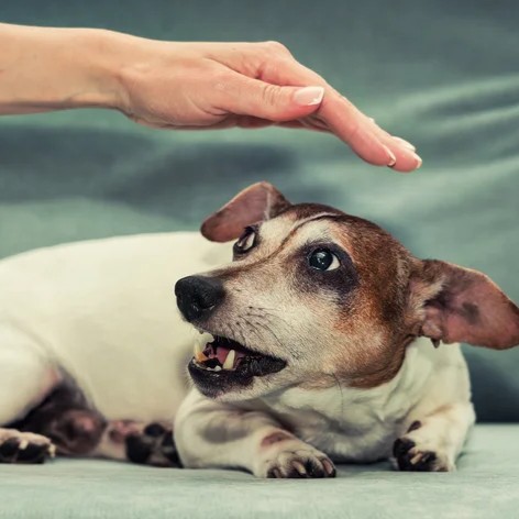 O Colar Calmante vai deixar o seu pet menos ansioso e mais tranquilo, a coleira &eacute; natural com efeito de calmante para o seu Pet Frete Gratis - Elite Comerce